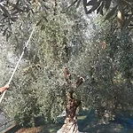 Olive Tree House