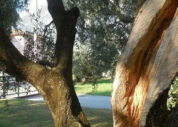 Olive Tree House